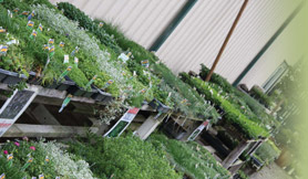 Westurf Nursery