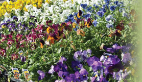 Westurf Nursery