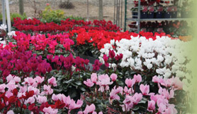 Westurf Nursery